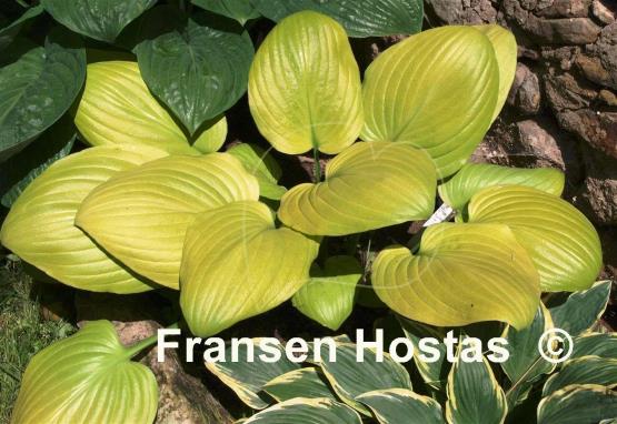 Hosta Small Sum